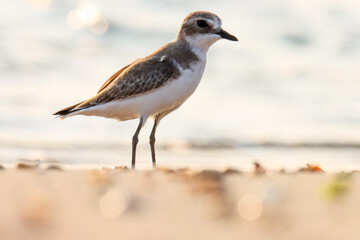 a bird on the beach. Portrait of lesser sand plover. The lesser sand plover is a small wader in the plover family of birds. Charadrius mongolus.