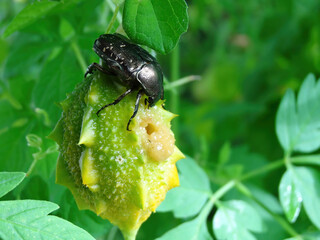 Close up shot of a bettle eating bitter melon