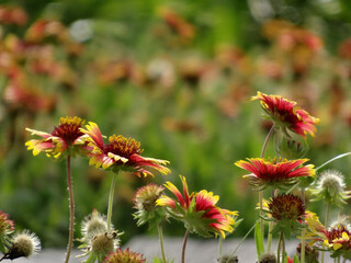 Close up shot of Gaillardia pulchella blossom