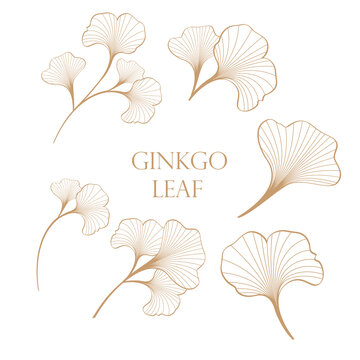 gold color ginkgo leaf vector design illustration