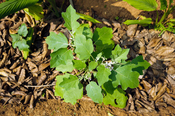 Organic mulches for Brinjal cultivation Eggplant