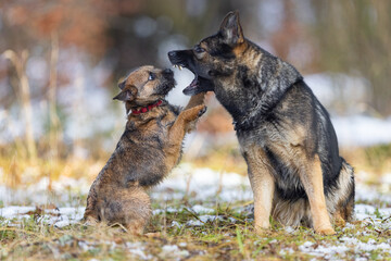 German shepherd dog growls at a small Border Terrier dog during a game. Dogs are playing.