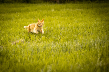 CAT IN THE GRASS
