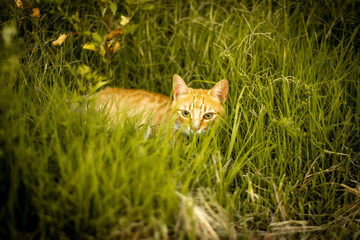 gato descansando 