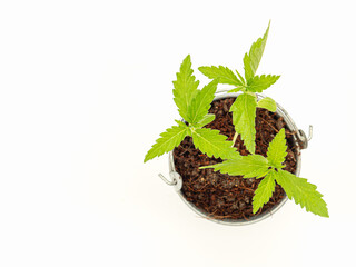Top view of cannabis seedling growing in a potted over on a white background