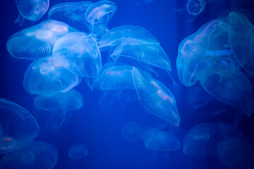 Fototapeta na wymiar Closeup of Sea Moon jellyfish translucent blue light color and dark background.