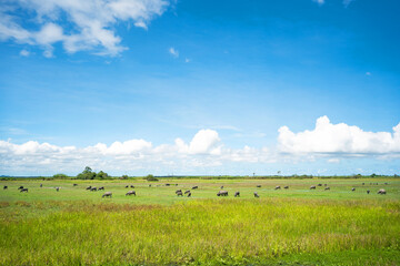 landscape with cows