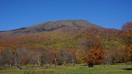 Fototapeta premium Autumn on the plateau