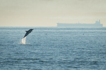 Cute jumping dolphin in the sea on a foggy day with a big ship in a background