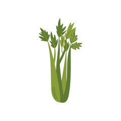 Celery on a white background. Vector flat illustration with green vegetables. Organic plant food