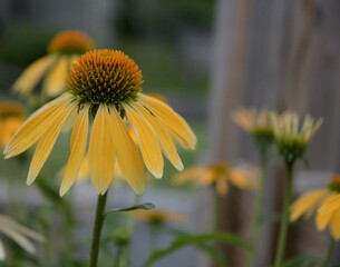 Beautiful closeup shot of yellow coneflowers