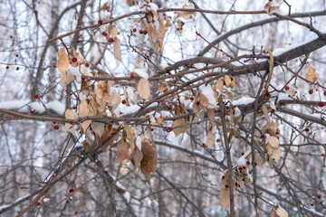 Trees with red berries on the branches that are withered in winter. Cold and snowy weather. Selective focus.