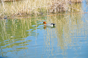 Swimming Wild Duck Lake Park