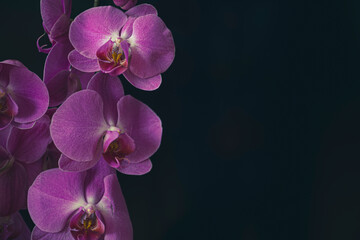 Fototapeta na wymiar Large orchid blooms isolated on black background. Pink Phalaenopsis hybrid flowers closeup. Romantic home decoration. Selective focus on the details, blurred background.