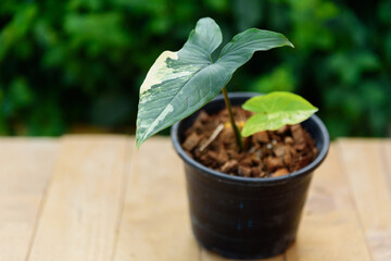 Closeup to Syngonium Aurea Variegated in the pot    