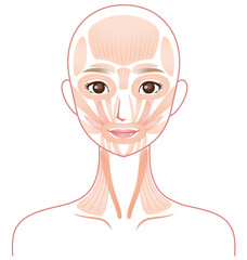 顔の筋肉の仕組み　美容　医療