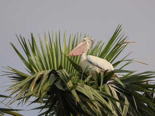 pelican on a branch