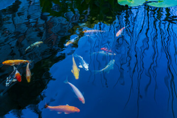 Colorful koi carp fish in clear water in a pond waiting to be fed. The water reflects the blue of the sky.