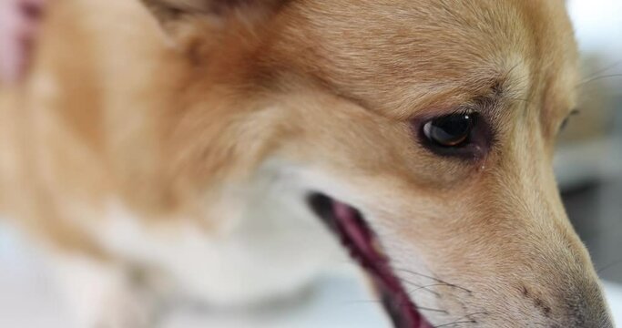 Muzzle of welsh corgi is ginger in color with brown eyes