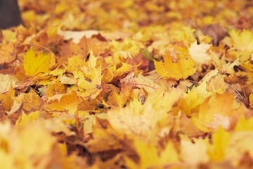 Orange maple leaves lie on the road, a frame of leaves for the background and inscriptions. Concept of autumn. Copy space. Hello autumn.