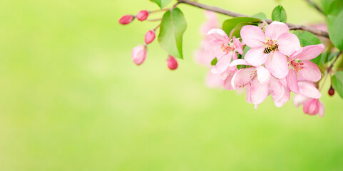 Blooming branch with pink blossoming flowers on delicate pink background with sparkles. Copy space