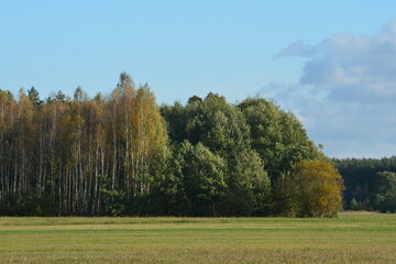 Fototapeta premium jesień