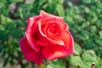 【東京都】旧古河庭園（バラ園）