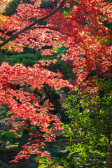 Fototapeta na wymiar 【東京都】旧古河庭園の紅葉