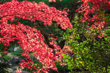 Fototapeta na wymiar 【東京都】旧古河庭園の紅葉