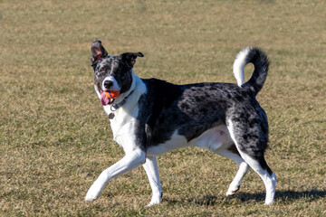 The dog on a meadow while playing with a ball