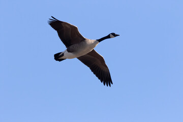 Canada goose in flight. Natural scene from Wisconsin.