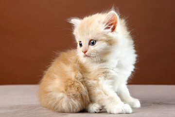 Obraz premium A fluffy kitten sits on a brown background.