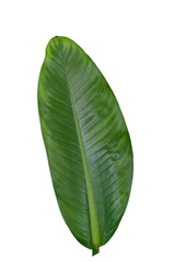 Obraz premium Fresh long green leaves from ornamental plant for home on greenery garden, isolated on white background 