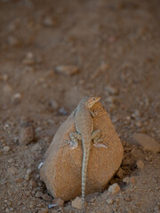 Fototapeta na wymiar Sagebrush Lizard in New Mexico