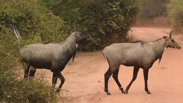 Two adult male nilgai or blue bull or Boselaphus tragocamelus Largest Asian antelope trying to mate with another one at jhalana forest reserve jaipur rajasthan india