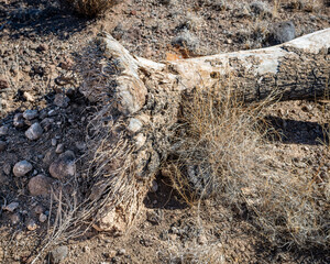 The Joshua Tree is a monocot with a fibrous root system rather tahn a strong taproot like woody trees. This species is more closely related to grass than conifers.