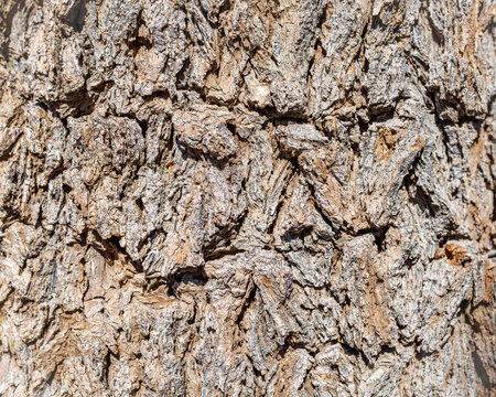 A close up background image of the bark on a Joshua tree. These large yuccas don't have true wood, but still possess a deeply furrowed surface.
