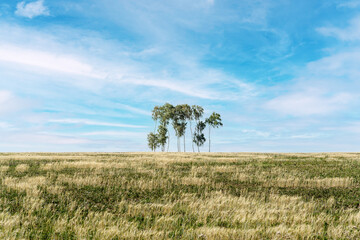 Obraz premium Small birch grove in the summer steppe. The picture was taken in Russia, in the Chelyabinsk region