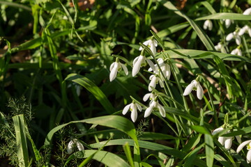 The first white spring snowdrops. Balkanian mountains. Croatia.