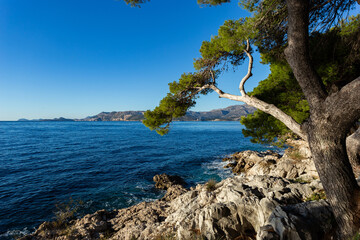 Rocky beach with crystalic clean sea water with pine tree on the coast of Adriatic Sea, Croatia.