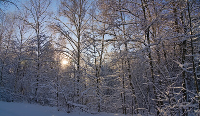 The low northern sun breaking through the branches of the forest thicket covered with snow and frost. Nature of the Northern forest