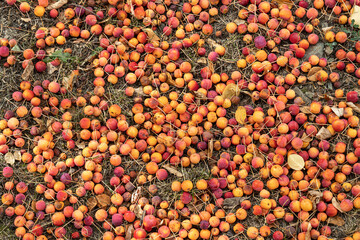 Group of fresh yellow and red bright apples lies on ground in autumn