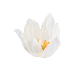 Obraz na płótnie Canvas Snowdrop on transparent background. Head spring flower