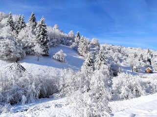 Obraz premium christmas tale. beautiful winter forest. winter on a cold snowy day. synevir national park. ukraine