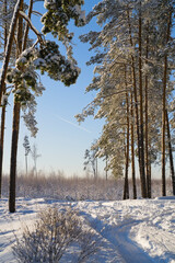 A snow-covered road and tall firs and pines on a sunny frosty day against a blue sky. The road is buried in snowdrifts with a worn track.