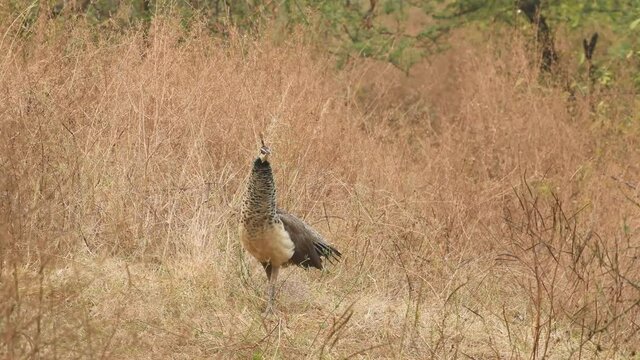 wide shot of alert female Indian Peafowl bird inflating neck with zoom in effect at jhalana forest reserve jaipur rajasthan india