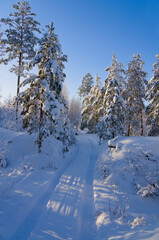 Sunny frosty day in the forest. The road is covered with snowdrifts. Pine trees with snow-covered branches on a frosty sunny day. Landscape with winter forest