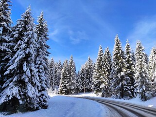 Obraz premium snowy road in a coniferous winter christmas forest on background of a beautiful winter landscape. carpathian mountains. natural park synevyr. ukraine