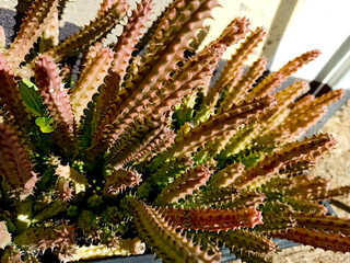 red cactus in a pot