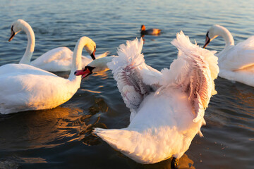 Details of the plumage of a white swan.  Swan attacks his relative.
